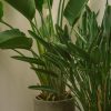 ⁦Spathiphyllum⁩ – תמונה ⁦2⁩