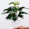 ⁦Golden Pothos Pole⁩ – תמונה ⁦2⁩