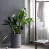 ⁦Bird of Paradise⁩ – תמונה ⁦2⁩