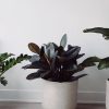 ⁦Hoya Obovatum⁩ – תמונה ⁦2⁩