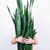 ⁦Sansevieria Laurentii⁩ – תמונה ⁦2⁩
