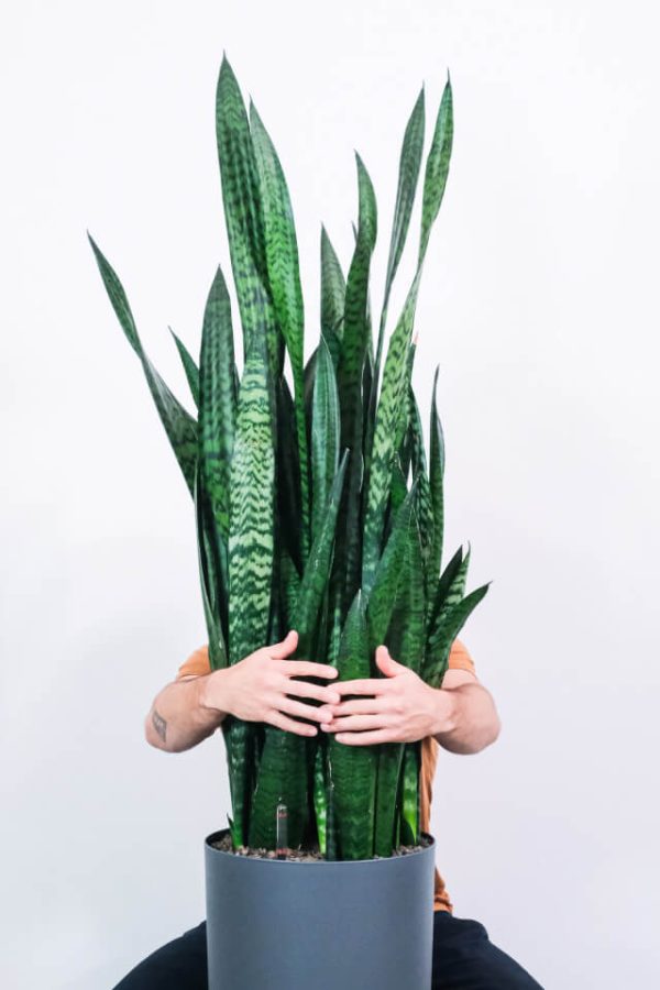 ⁦Sansevieria Laurentii⁩ – תמונה ⁦2⁩