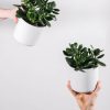 ⁦Ficus Decora Burgundy⁩ – תמונה ⁦2⁩