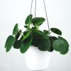 ⁦Pilea Peperomioides⁩ – תמונה ⁦2⁩