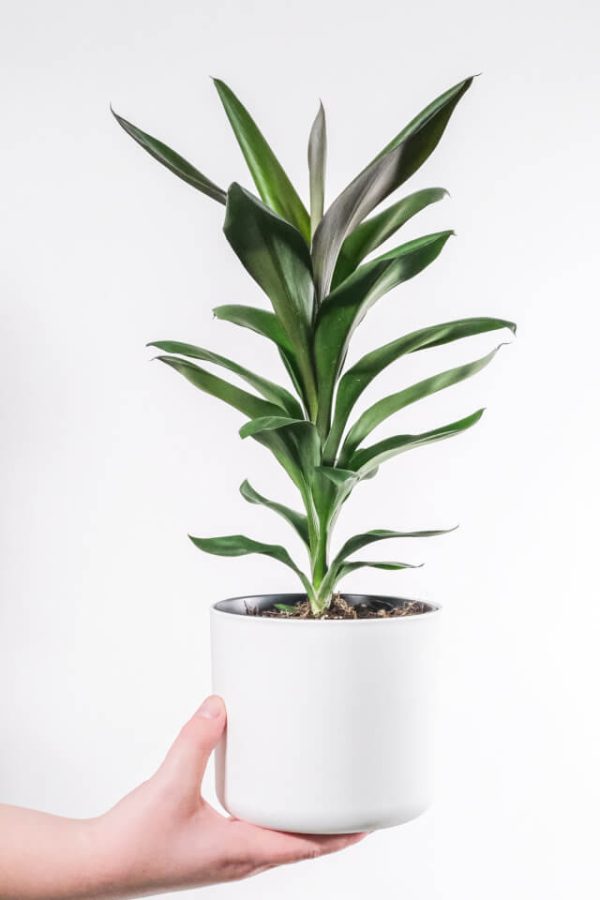 ⁦Dracaena Lisa⁩ – תמונה ⁦2⁩