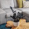 ⁦Calathea Rufibarba⁩ – תמונה ⁦2⁩