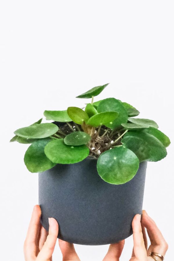 ⁦Peperomia Lemon Lime⁩ – תמונה ⁦2⁩