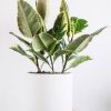 ⁦Calathea Beauty Star⁩ – תמונה ⁦2⁩