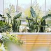 ⁦Alocasia Regal Shield⁩ – תמונה ⁦2⁩