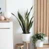 ⁦Sansevieria Golden Flame⁩ – תמונה ⁦2⁩
