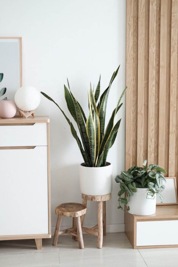 ⁦Sansevieria Golden Flame⁩ – תמונה ⁦2⁩